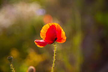 poppy with sunset
