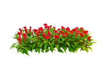 Red Flowers Bush Tree Isolated On White Background,Objects With Clipping Paths