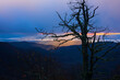 Tree silhouette overlooking Blue Ridge Mountains along the Blue Ridge Parkway in North Carolina.