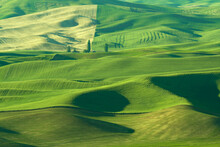 Green Rolling Hills Of Farmland Wheat Fields Seen From The Palouse In Washington State USA