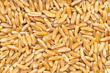 Wall Mural - background - many Kamut Khorasan wheat grains