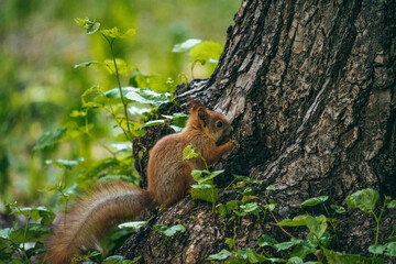 Wall Mural - squirrel on a tree