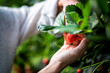 Femme qui tient des fraises dans ses mains dans un champs de fraise