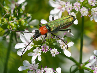 Poster - Beetle (Anogcodes seladonius)