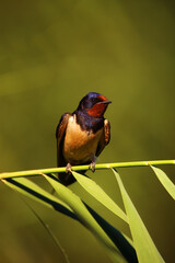 Poster - The barn swallow (Hirundo rustica) sitting on a reed with a green background. A beautiful swallow with a red head and a blue-black sheen on the body sitting on a bent reed.