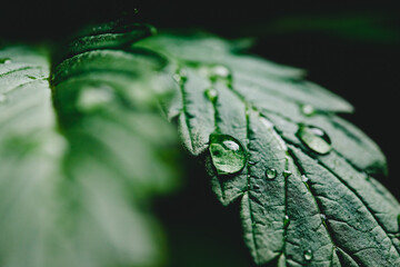 Wall Mural - Closeup drop oil on cannabis leaves or marijuana of plant on dark blurred background