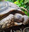 turtle hibernating on the grass