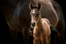 Close-up Of A Brown Horse Foal Standing With Mare And Isolated On Black Background.