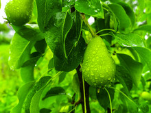 Unripe Green Pear And Green Leaves With Water Drops
