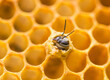 canvas print picture - A new honey bee (Apis mellifera) emerging from its brood cell.  Closeup. 