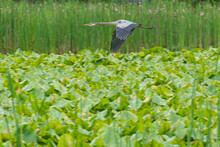 Great Blue Heron Flying Over Pond With Cattails And Waterlilies