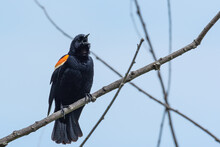 Red Winged Blackbird Perched On Tree Branch With Blue Sky