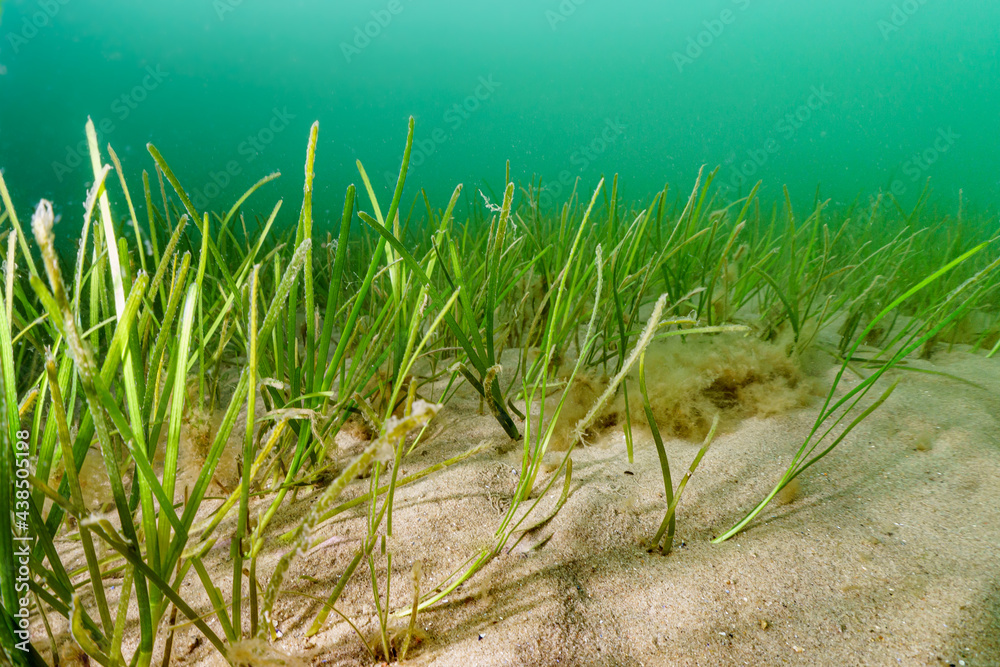 Obraz na płótnie trawa morska Zostera marina w salonie
