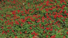 Begonia, Red Salvia And Orange Tagetes On Flower Beds In A City Park In Summer And Autumn. Texture Background For Design.