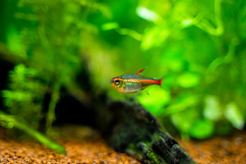 Sticker - tetra growlight (Hemigrammus Erythrozonus) isolated in a fish tank with blurred background