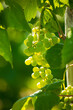 Grapes hanging on vine soaking up afternoon sunlight.