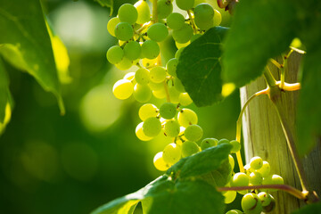 grape vines growing in vineyard in northern michigan.