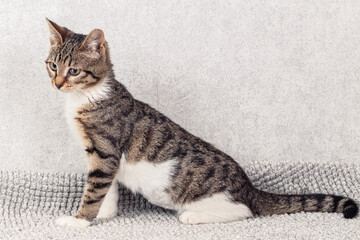 Wall Mural - Funny gray striped kitten sitting on a gray mat.