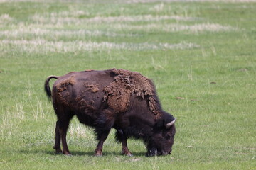 Wall Mural - buffalo in the field