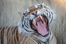 Large Tiger Yawning, Mouth Wide Open Displaying  Large Fangs