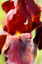 Close Burgundy With Yellow Bearded Iris Growing In The Garden Side View. Big Flower Bud