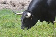 Spanish fighting bull in the field