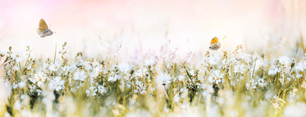 Wall Mural - wild soft flowers in the meadow and flying butterflies