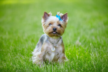 Beautiful Yorkshire Terrier dog on the green grass