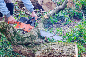 Wall Mural - Tree falling in broken the tree after a hurricane cut with a chainsaw