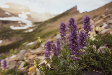 Poster - Wildflowers Bloom in High Alpine Area of Glacier National Park