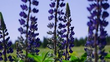 Nitrogen Fixation From Air. Natural Enrichment Of The Soil With Mineral Fertilizers. Blooming Field Of Purple Lupines. Gentle Farming Technology
