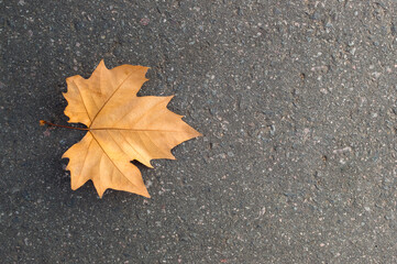 Autumn leaf on the asphalt