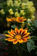 Beautiful Orange And Yellow Petals Gazania Flowers In Row Shining In Sunlight