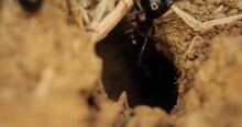 Closeup Of Black Ants Going Inside Narrow Hole In Soil, Colony Insects