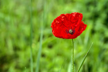 Wild Red Poppy At The Edge Of The Forest. Flower In The Meadow In The Spring Season. 