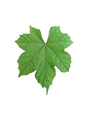 Wall Mural - green leaf isolated on white background.