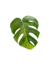 Wall Mural - Monstera leaf isolated on white background.