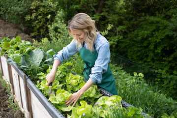 pretty blonde young woman harvesting fresh lettuce from raised bed, vegetable patch in garden and is happy