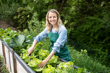 pretty blonde young woman harvesting fresh lettuce from raised bed, vegetable patch in garden and is happy