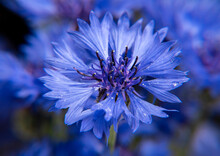 Bouquet Of Blue Cornflowers