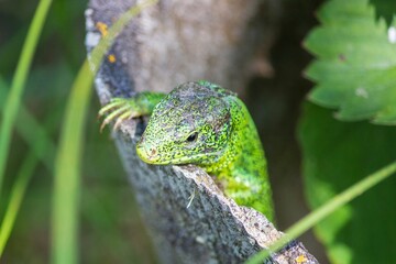 Wall Mural - Little green lizard in the garden