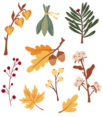 Set of autumn leaves branches and berries. Physalis, cotton, acorns, maple leaf, chestnut, fir branch, berries. Nature floral collection. Perfect for seasonal holidays. Vector cartoon illustration