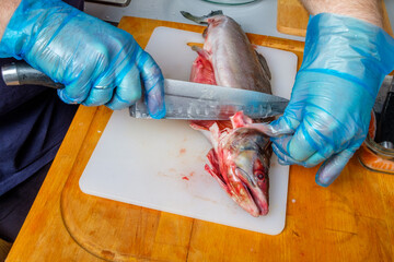 The cook in hygienic gloves cuts off the head with a sharp knife from the carcass of the humpback. Cutting the fish on the kitchen board.