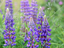 Lupin Flowers Blooms In The Field.