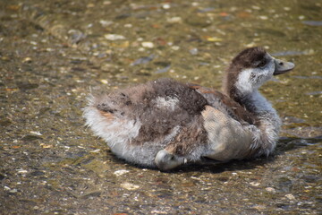 Sticker - junge Nilgans