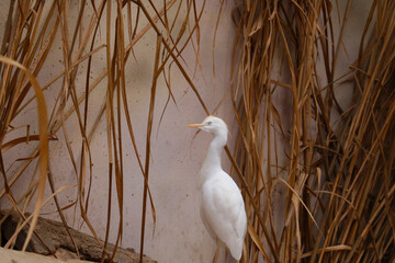 Close-up on a white bird in the bushes.