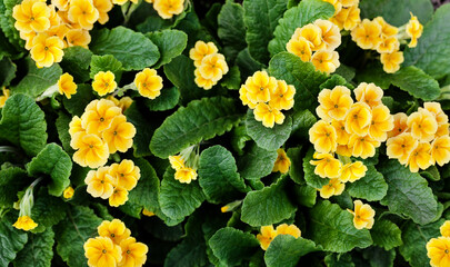 Wall Mural - Yellow primrose flowers, green leaves background, primula blossom in garden, many small delicate flowers, floral texture, nature backdrop, little flowers bloom, spring season design, summer wallpaper