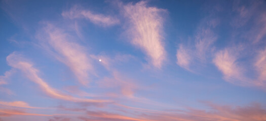 Wall Mural - sunset sky background with fluffy pink cirrus clouds and moon