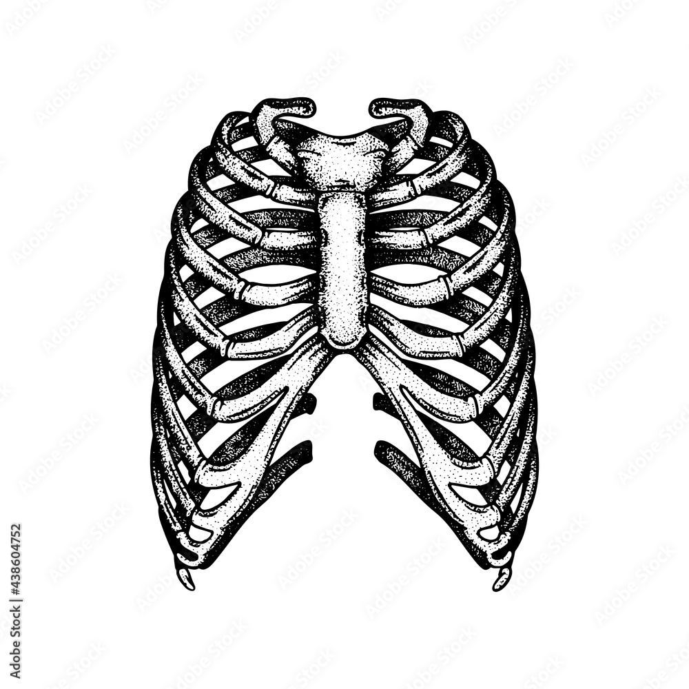 Skeleton Rib Bones Patterns Human ribs. Human rib bones engraving, vintage style vector ...