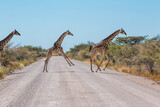Fototapeta Sawanna - giraffes running with legs up in the air crossing the street at fishers pan etosha national park